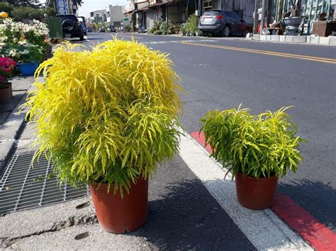 三爪金龍種植|三爪金龍－kent的假日花市(香草鋪子)｜痞客